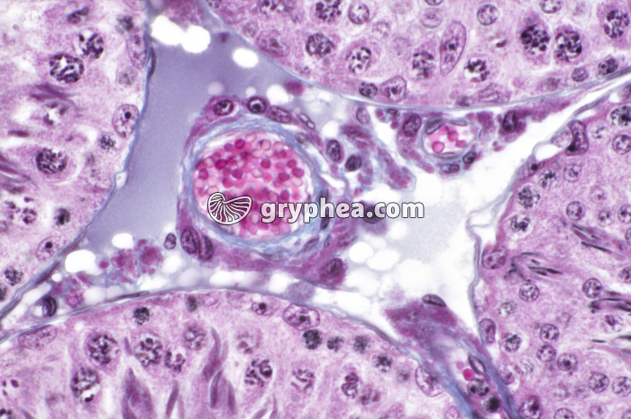 Testicule de Rat Cellules de Leydig x200 - gryphea.com